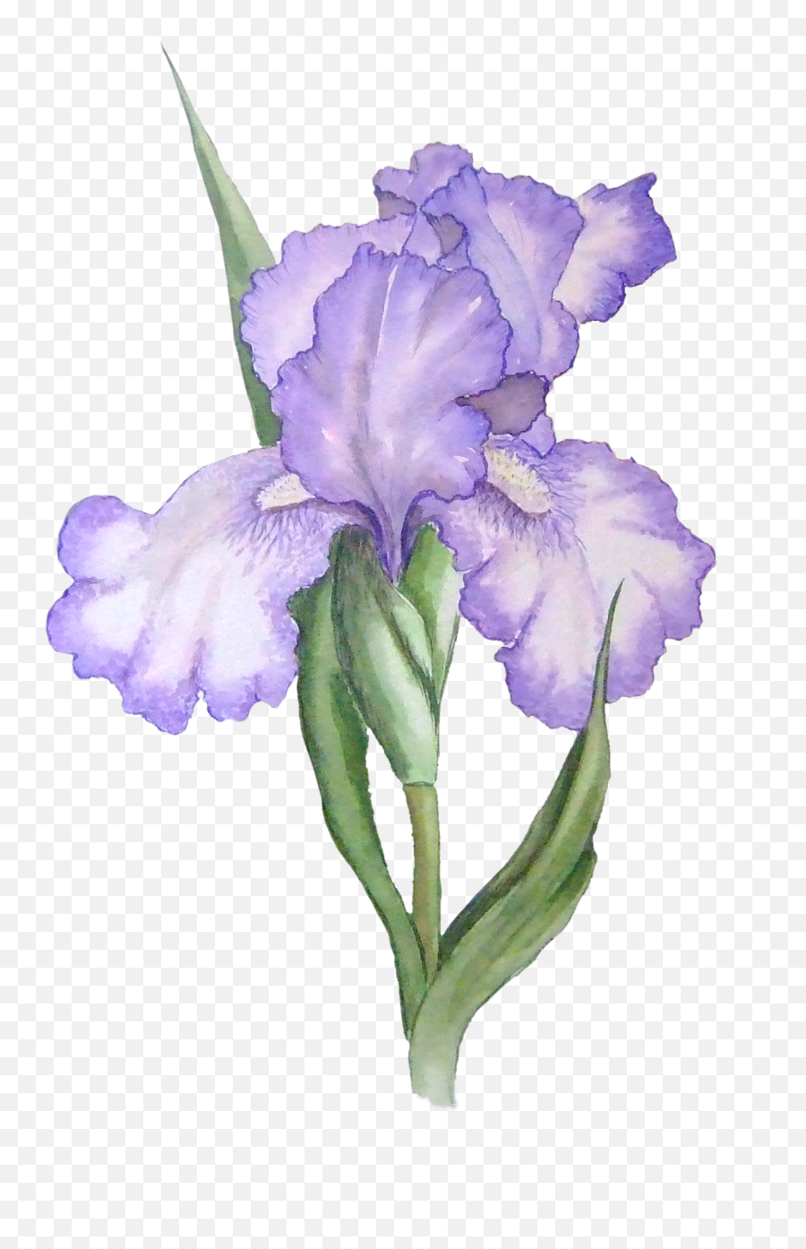 Library Of Painted Flower Png Black And - Iris Flower Png,Painted Flowers Png