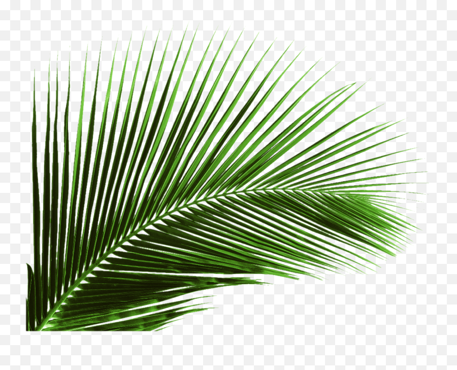 Green Banana Leaf Leaves Png - Palm Tree Leaves Png,Palm Tree Leaves Png
