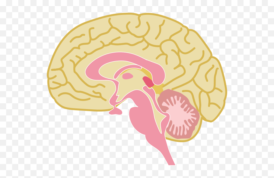 Human Brain Drawing - Dibujo Humano El Cerebro Png,Human Brain Png