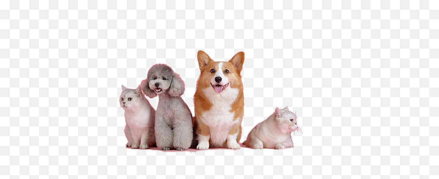 Home Petgrooming Png No Pets Icon