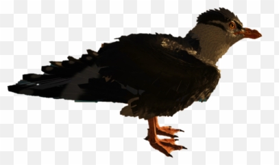 Seagull - Seabird Png,Seagull Png