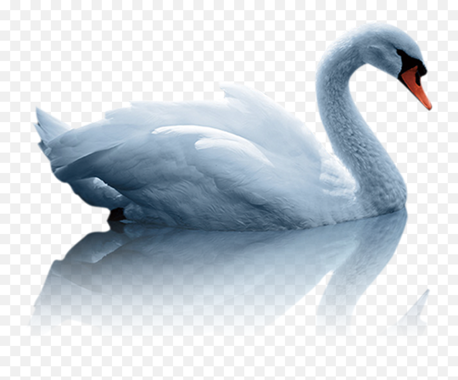 Mute Swan Duck White - Duck In Water Png,Swan Png