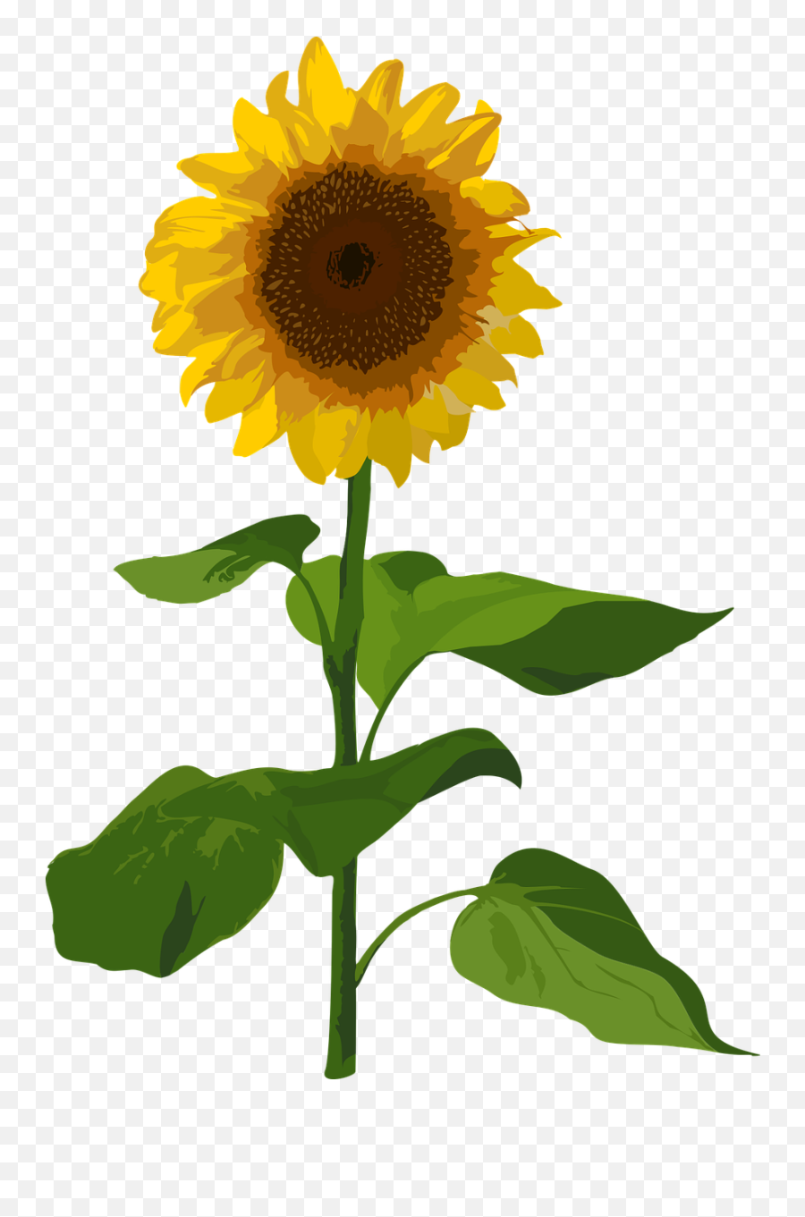Sunflower Flower Summer - Sunflower Png,Watercolor Sunflower Png