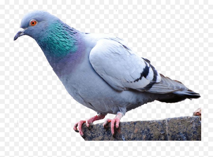Pigeon Png Images Free - Transparent Background Pigeon Png,Pigeons Png
