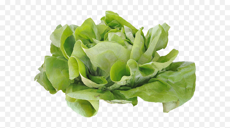 Lettuce Png - Jpg Free Stock Cabbage Romaine Computer File Lettuce Plant Png,Cabbage Png