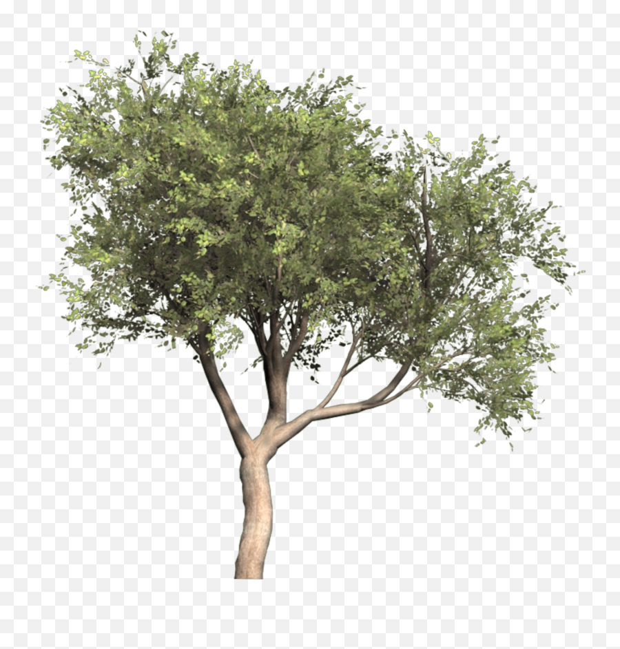 Olive Portable Network Graphics Tree Image Olea Oleaster - Olive Tree Cut Out Png,Olive Png