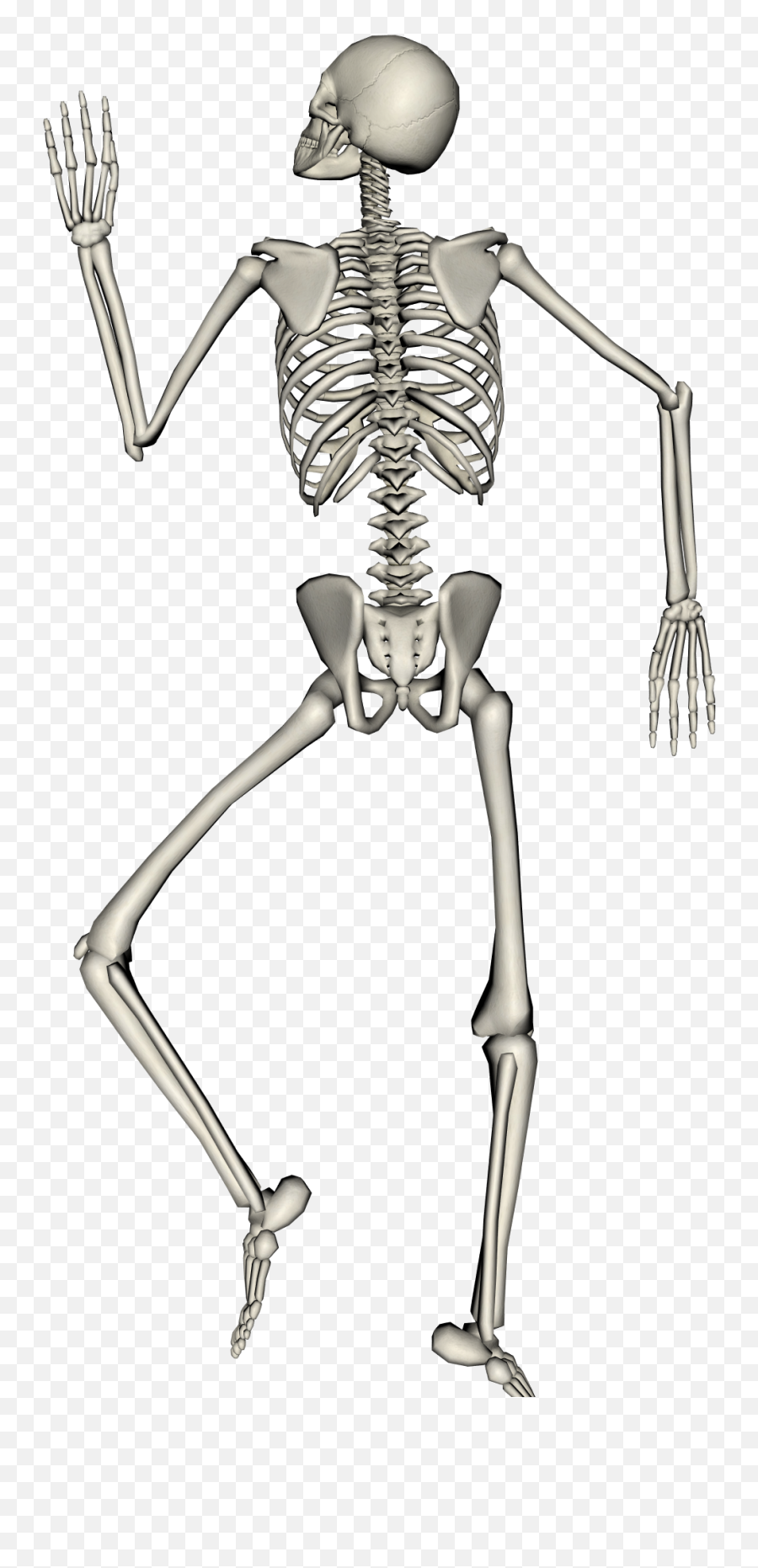 Single Skeleton Top Down View - Skeleton Top Down Png,Skeleton Png