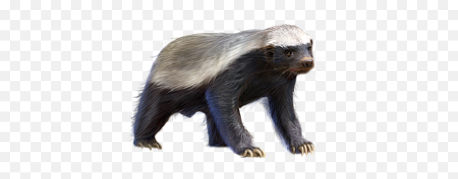 Png Background - Honey Badger Transparent Background,Badger Png