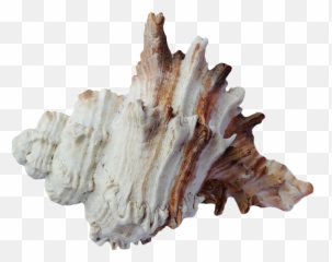 Download Sea Ocean Shell Png Image For Free - Seashell,Shell Png