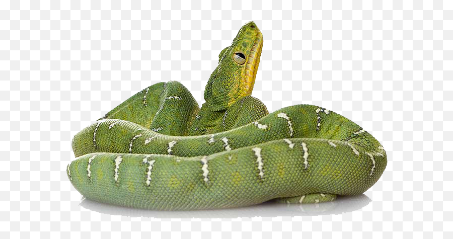 Download Green Snake File Hq Png Image - Transparent Green Snake Png,Snake Transparent Background