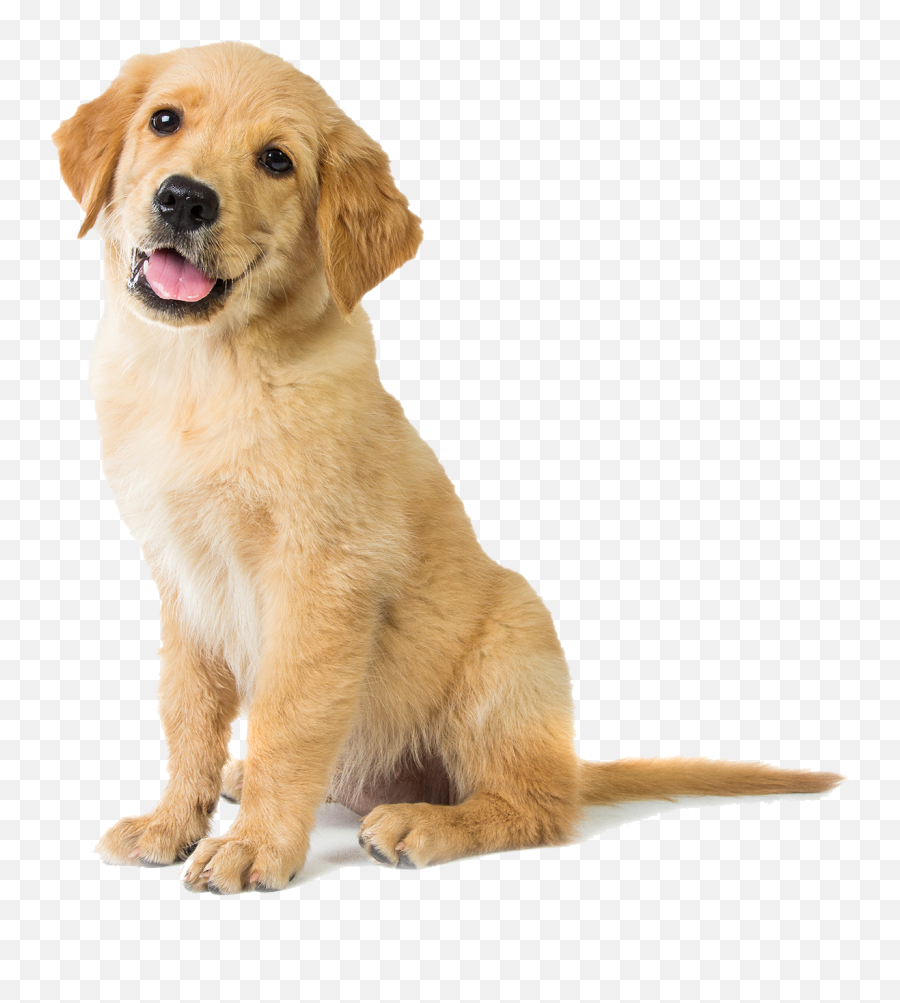 Download Happy Golden Retriever Puppy - Golden Retriever Dog Png,Golden Retriever Transparent Background