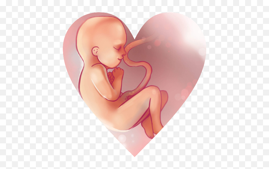 Download Pregnancy Png Image With No Background - Pngkeycom 22 Weeks Pregnancy,Fetus Png