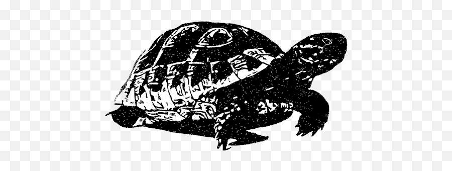 Black Tortoise Feng Shui - Black Tortoise Png,Tortoise Png
