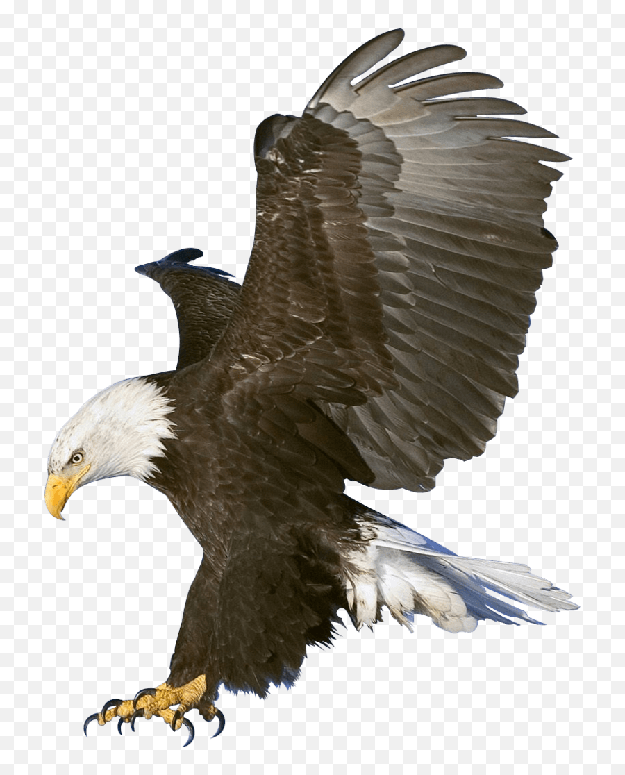 Eagle Png Transparent Background Image - Taukeer Editz Background Png,Bald Eagle Transparent Background