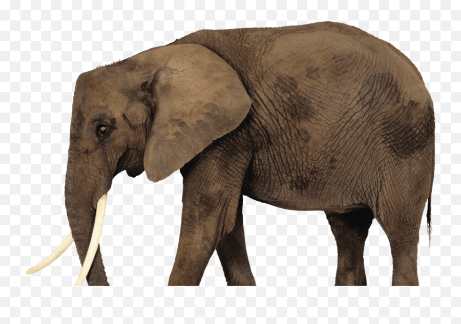 Free Transparent Png Images On Elephants