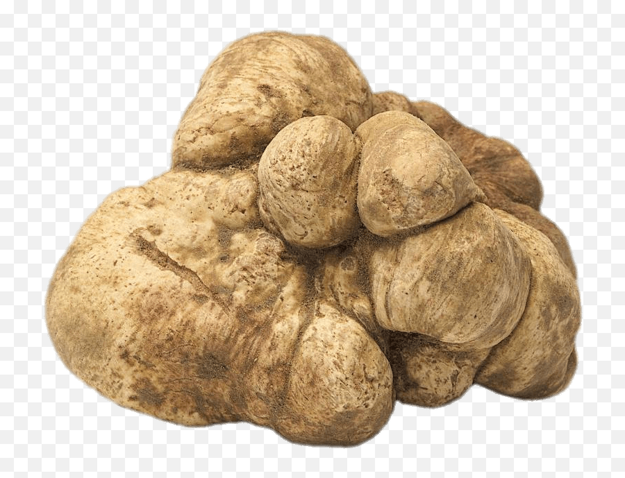 Fresh White Truffle Transparent Png - Stickpng White Truffle Png,Fresh Png
