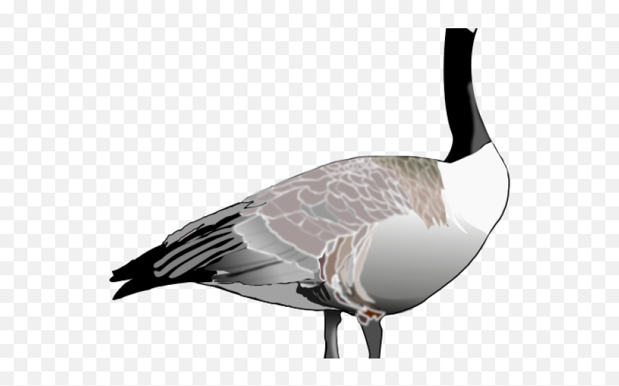 Goose Clipart Canada - Goose Clipart Png,Geese Png