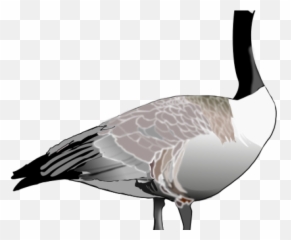 Goose Clipart Canada - Goose Clipart Png,Geese Png