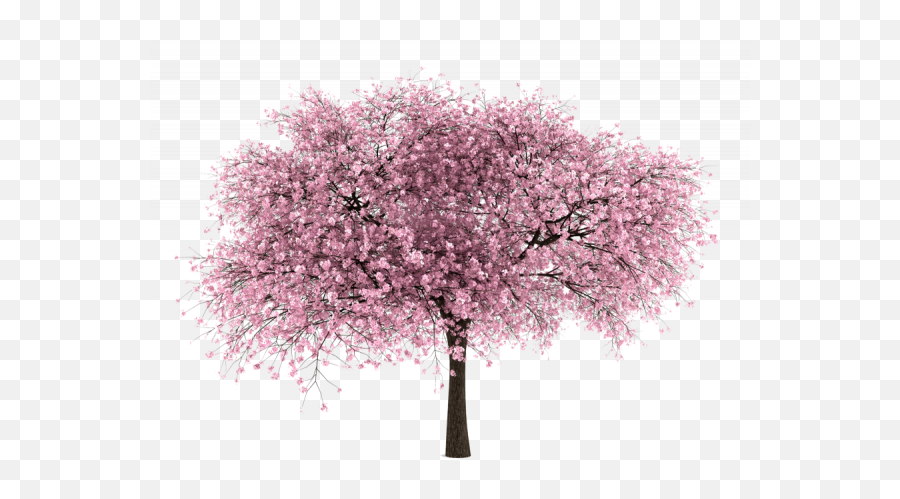 Almond Tree Clipart Free Png Images - Cherry Blossom Tree White Background,Almond Transparent