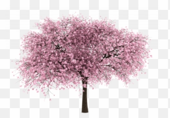Almond Tree Clipart Free Png Images - Cherry Blossom Tree White Background,Almond Transparent
