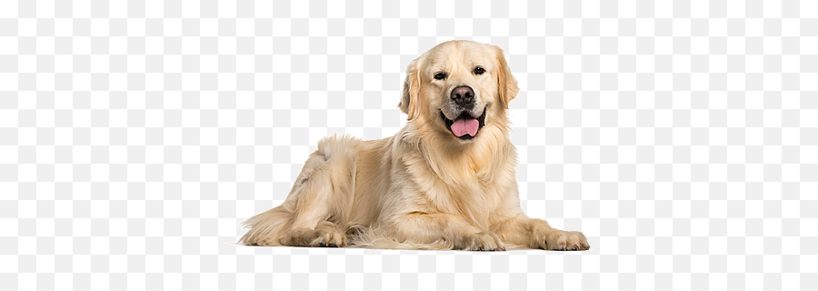 Vancouver Contact Us In Washington - Dog Pictures Of Domestic Animals Png,Golden Retriever Png