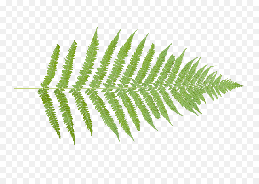 Ferns Png - Vertical,Ferns Png