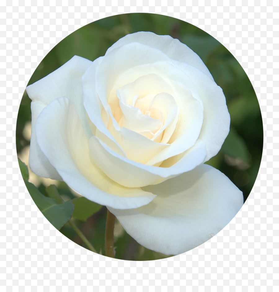 Donate The White Rose Foundation - White Rose In A Circle Png,White Rose Transparent