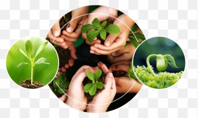 4 Factors That Affect Plant Growth U2013 Ecogardener - Haritha Haram png