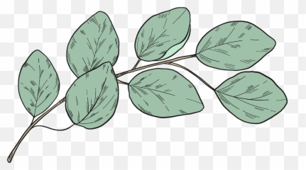 Eucalyptus Branch Clipart Free Download Transparent Png - Twig,Eucalyptus Png