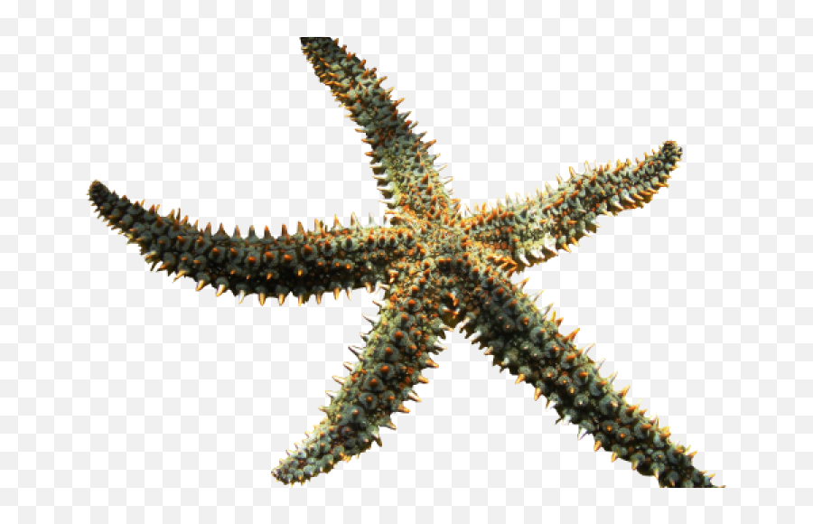 X - Ray Mag Could Starfish Hold A Cure For Inflammation Starfish Png,Starfish Png