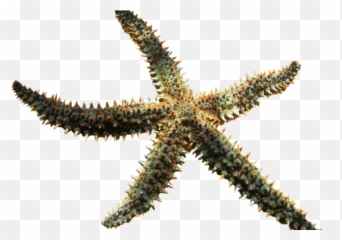 X - Ray Mag Could Starfish Hold A Cure For Inflammation Starfish Png,Starfish Png