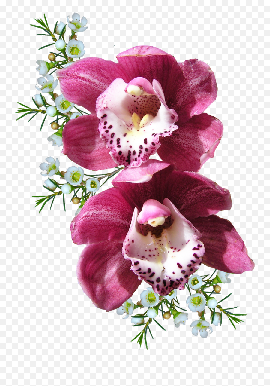 Orchid Flower Png Image - Purepng Free Transparent Cc0 Png Background Flower Transparent Orchid,Flower Petal Png