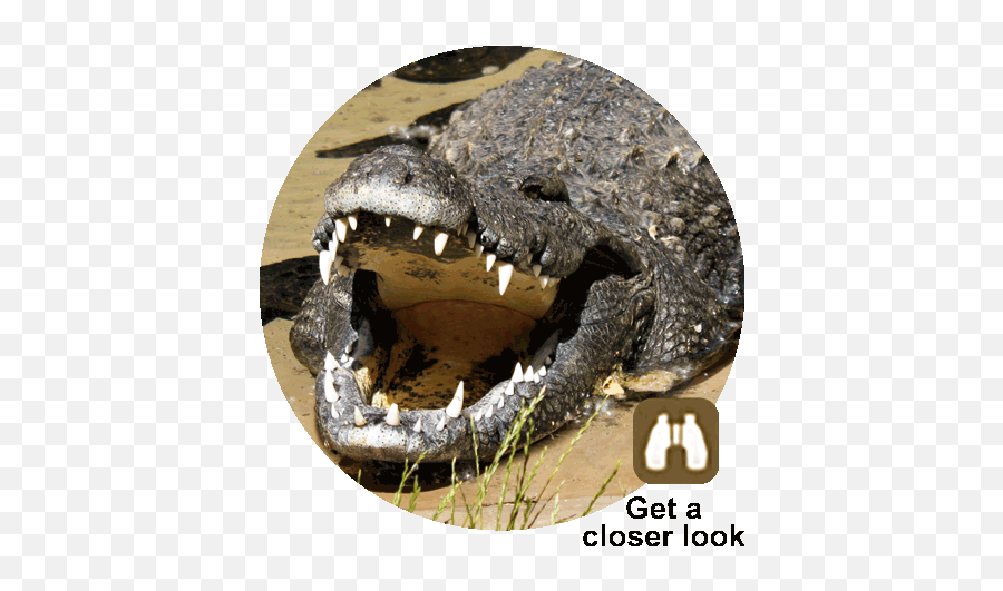 Siamese Crocodile Utahu0027s Hogle Zoo - Crocodile Hogle Zoo Png,Crocodile Transparent