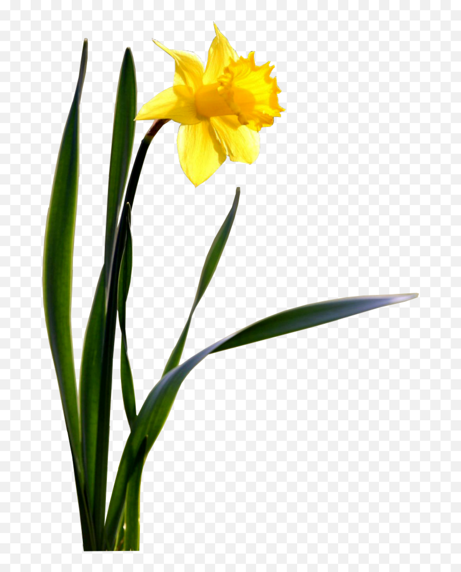 Download Single Daffodil Wallpaper - Transparent Background Daffodil Png,Daffodil Png