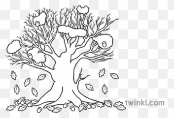Oak Tree With Only Few Orange And Yellow Leaves Acorns - Wit Black And White png