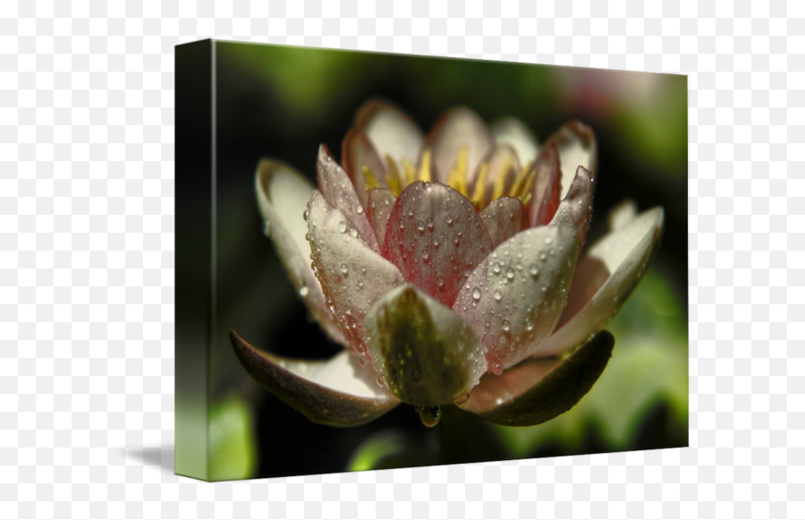 Lily Pad Flower By Patrick Duffy - Water Lily Png,Lily Pad Png