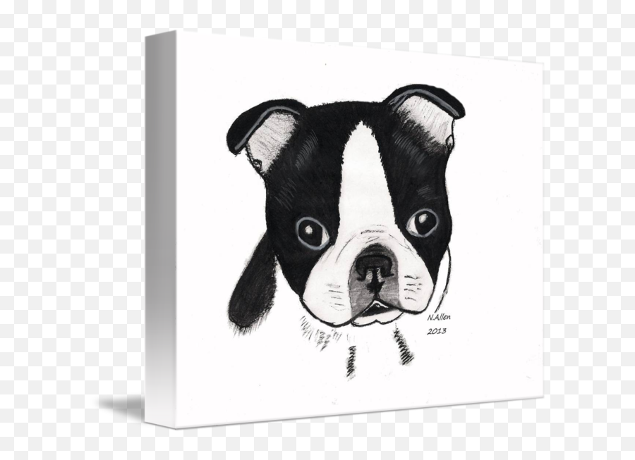 Boston Terrier Puppy Charcoal Drawing By Nickey Allen - Charcoal Drawings Boston Terrier Png,Boston Terrier Png