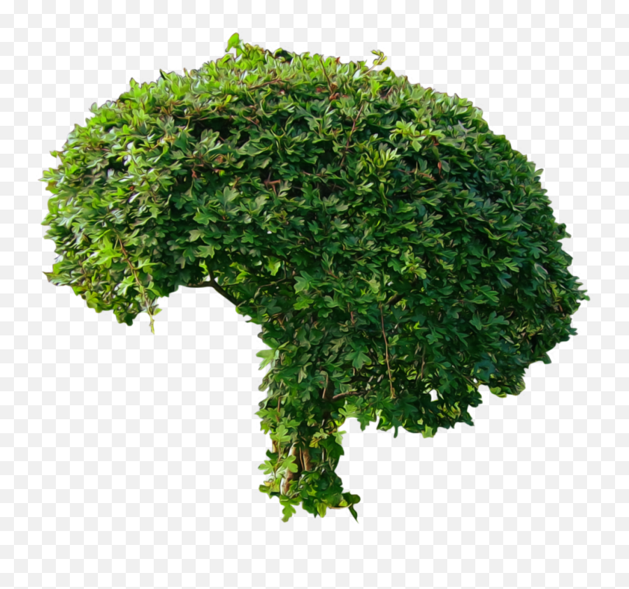 Bushes Png Images Free Download Bush Creepers