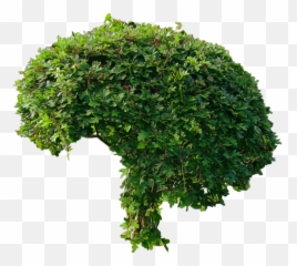 Bushes Png Images Free Download Bush Creepers