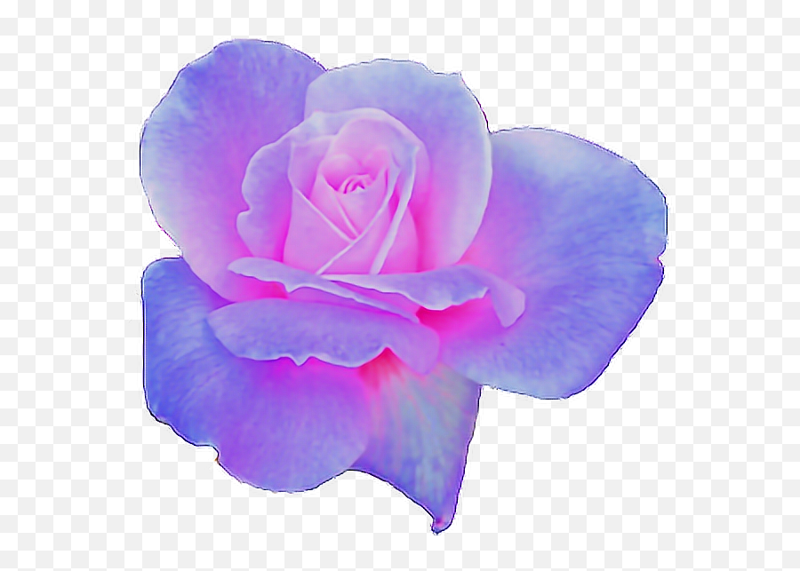 Rose Clipart Aesthetic - Flower Aesthetic Transparent Purple Aesthetic Flower Transparent Png,Aesthetic Transparent
