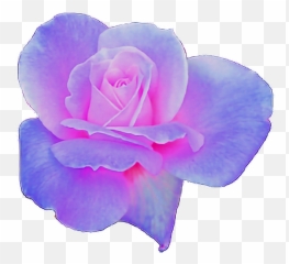 Rose Clipart Aesthetic - Flower Transparent Purple png