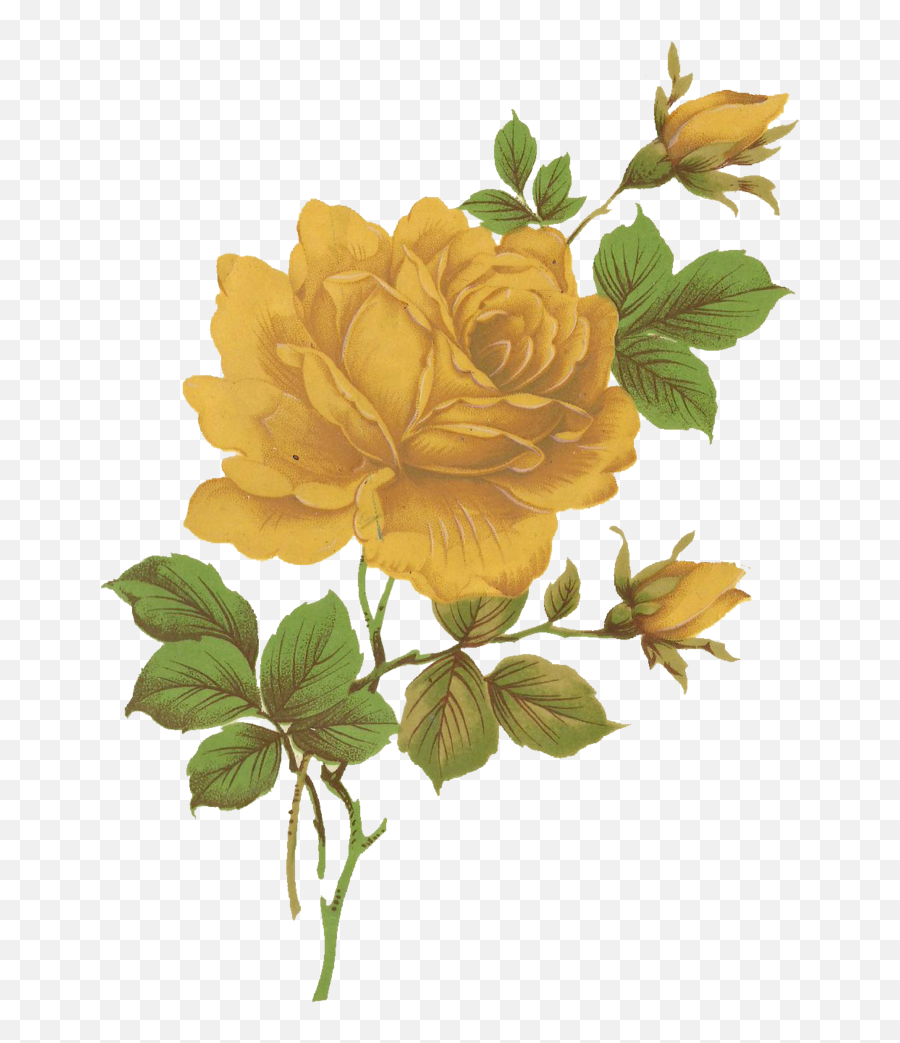 Yellow - Roseflowerfreepngtransparentimagesfreedownload Aesthetic Yellow Flower Png,Vintage Flower Png