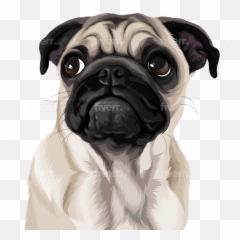 Draw High Quality Vector For Your Pet Any Animals - Pug png