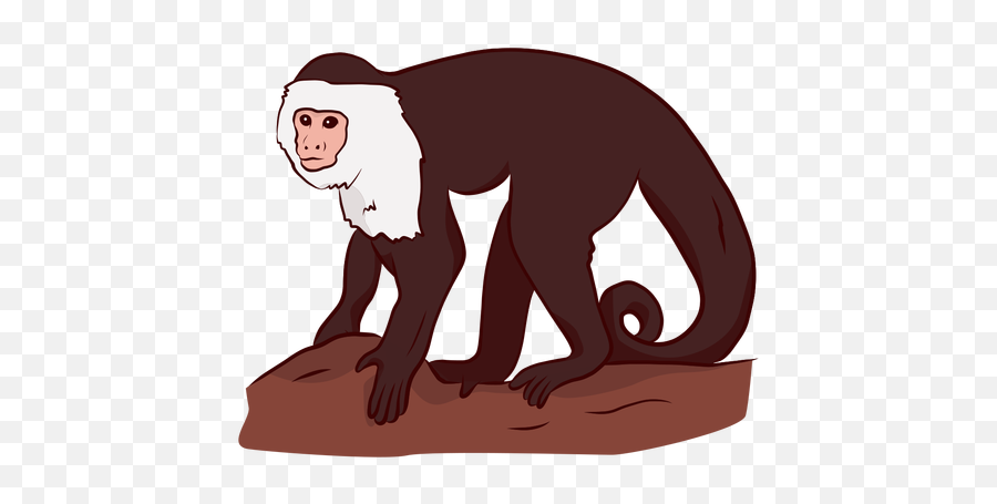 Capuchin Monkey Leg Tail Illustration - Transparent Png Capuchin Monkey Png,Monkey Png