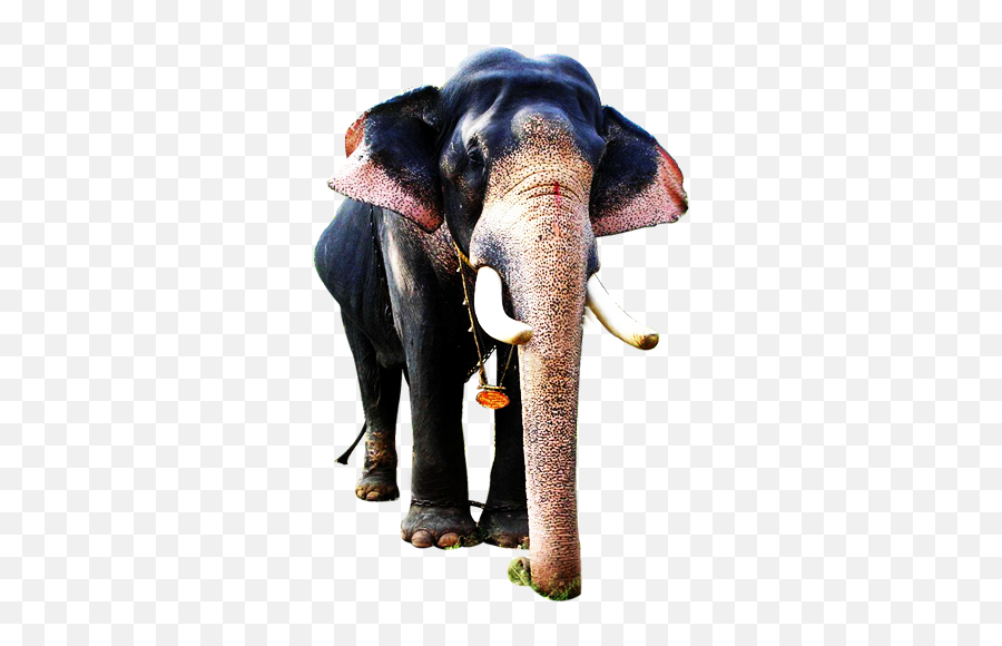 Kerala Elephant Png 1 Image - Kerala Elephant Images Png,Elephant Png