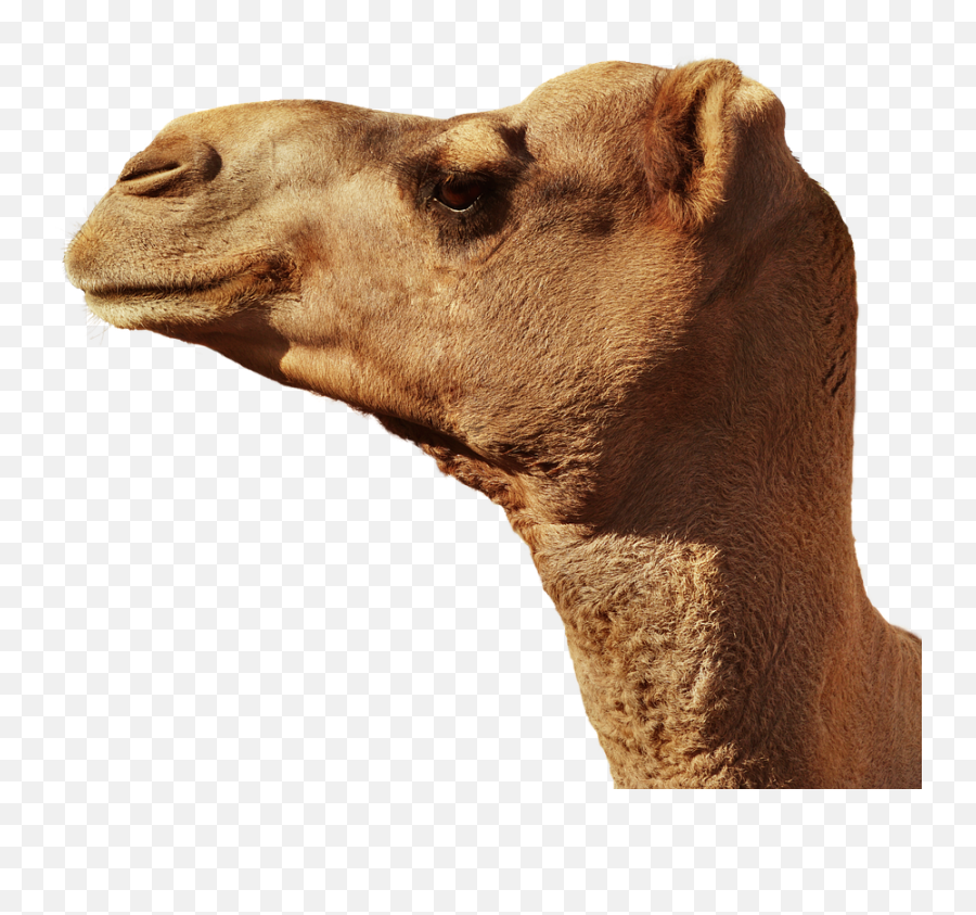 Camel Animal Head Portrait Png