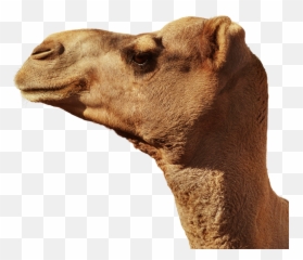 Camel Animal Head Portrait Png