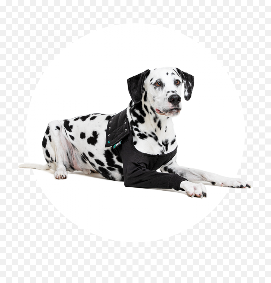 Recovery Sleeve Dog - Suitical Suitical Recovery Sleeve Png,In Case Icon Sleeve