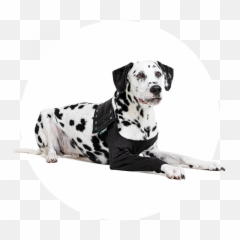 Recovery Sleeve Dog - Suitical Recovery Sleeve png
