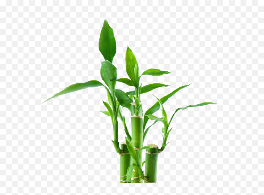 Bamboo Png Tree Plant Exotic - Bamboo Tree Transparent Png,Bamboo Leaves Png